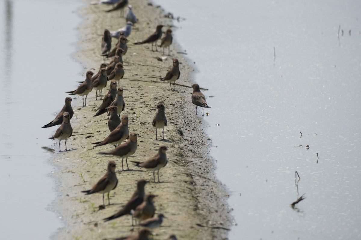 Oriental Pratincole - Shih-Chun Huang