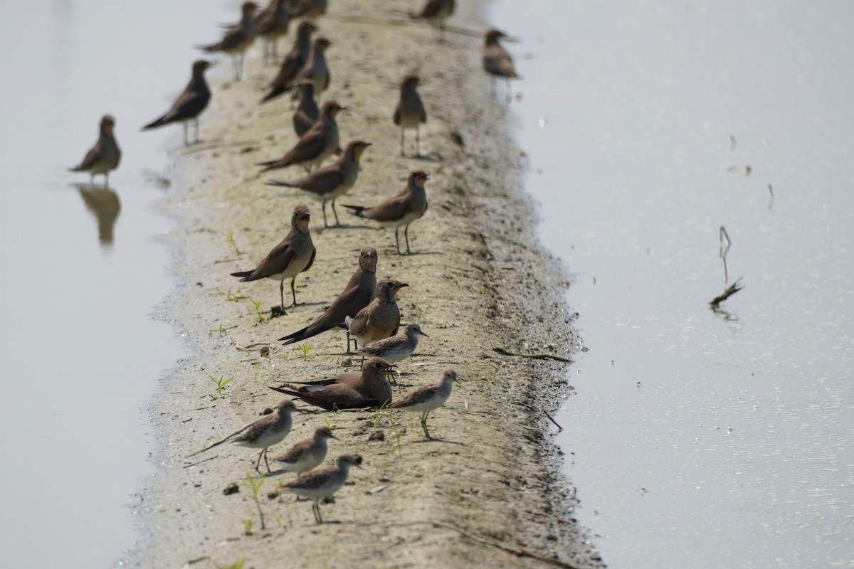 Oriental Pratincole - Shih-Chun Huang