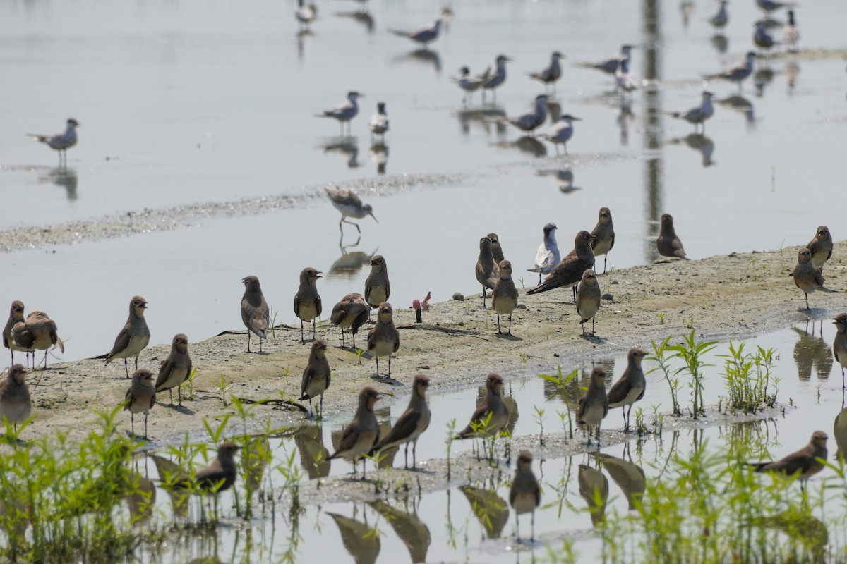 Oriental Pratincole - Shih-Chun Huang