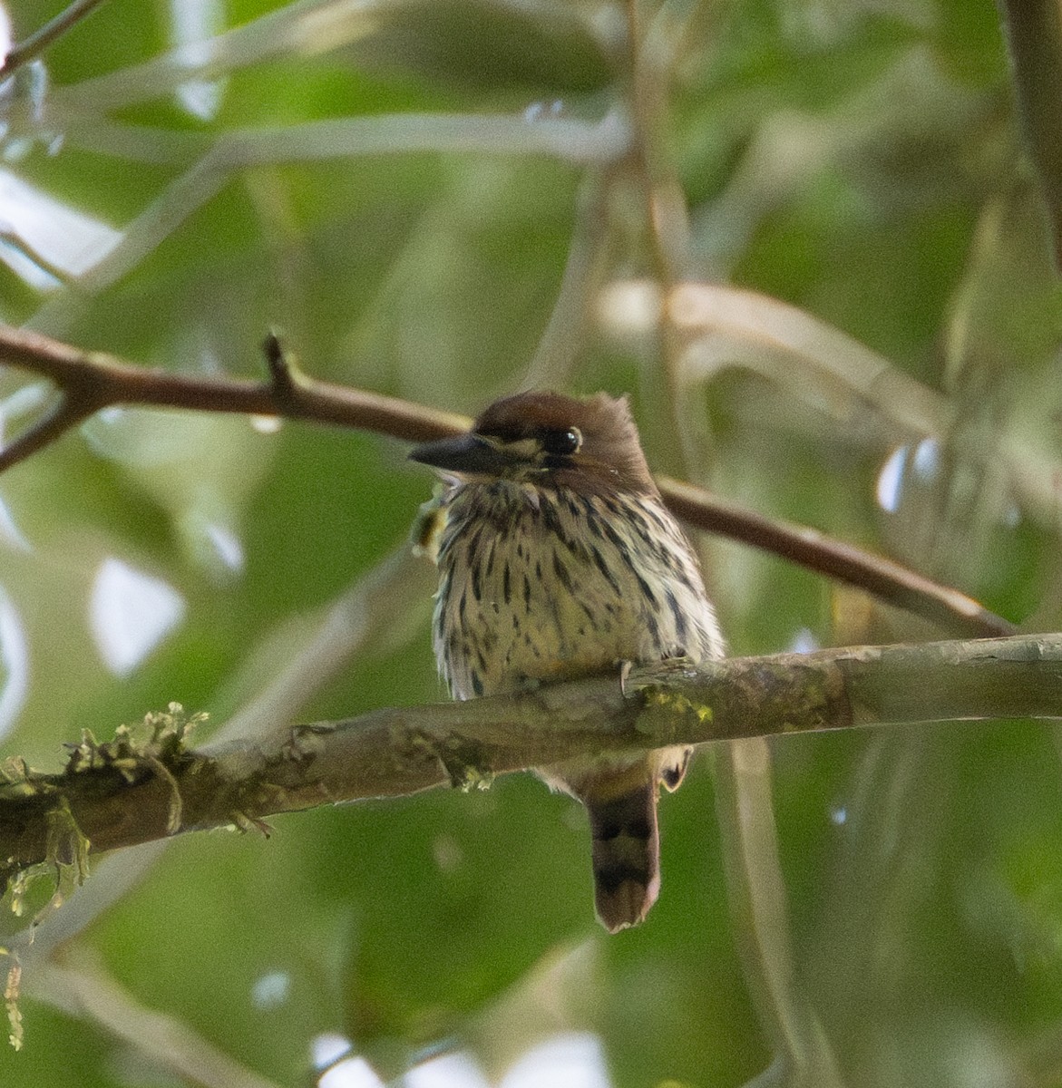 Streifenfaulvogel - ML609737239