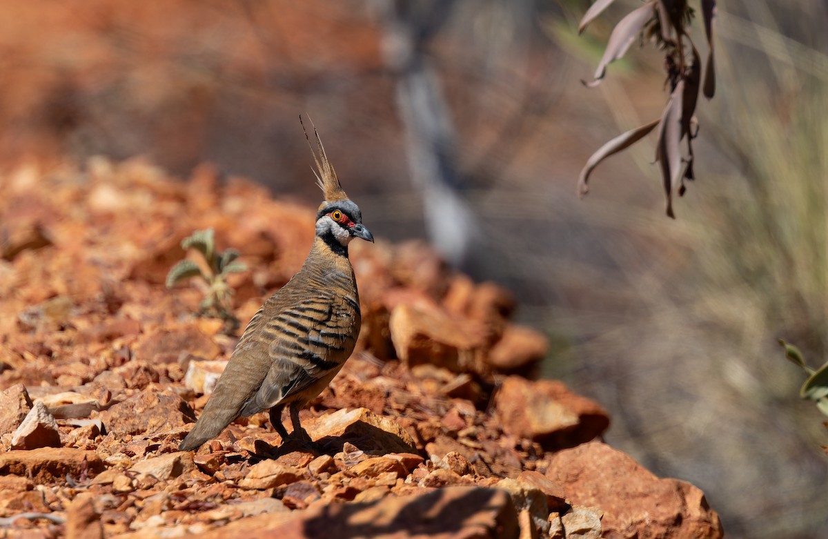 Spinifex Pigeon - ML609737251