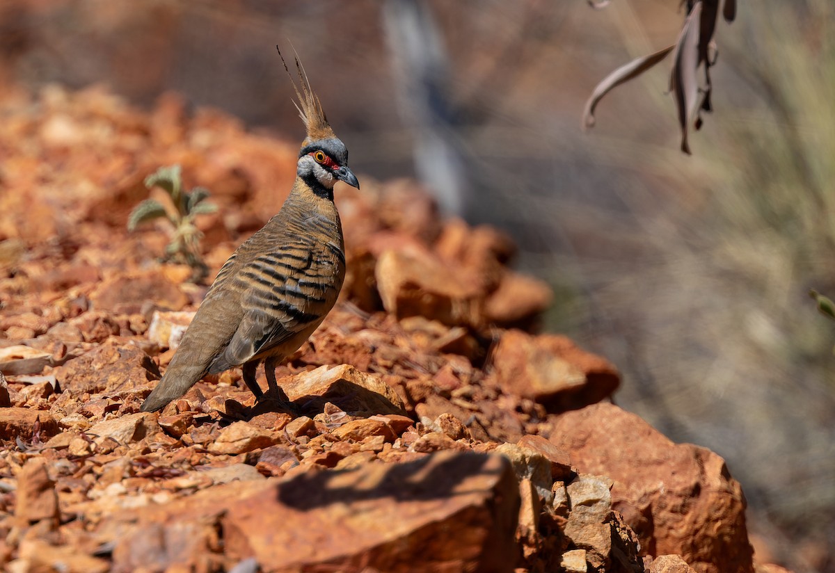 Spinifex Pigeon - ML609737252