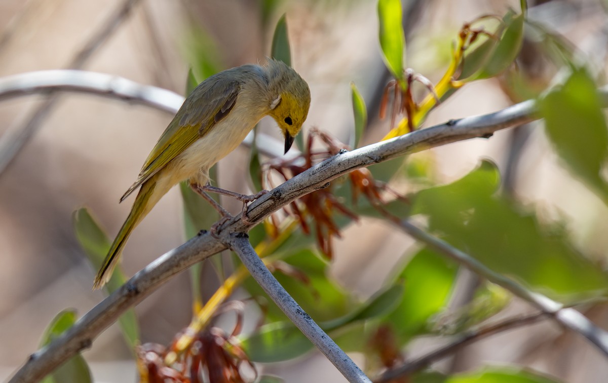 White-plumed Honeyeater - Geoff Dennis