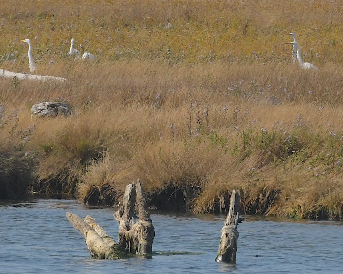 Great Egret - ML609737292