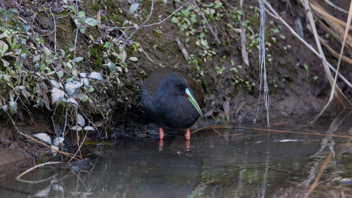 Plumbeous Rail - ML609737304