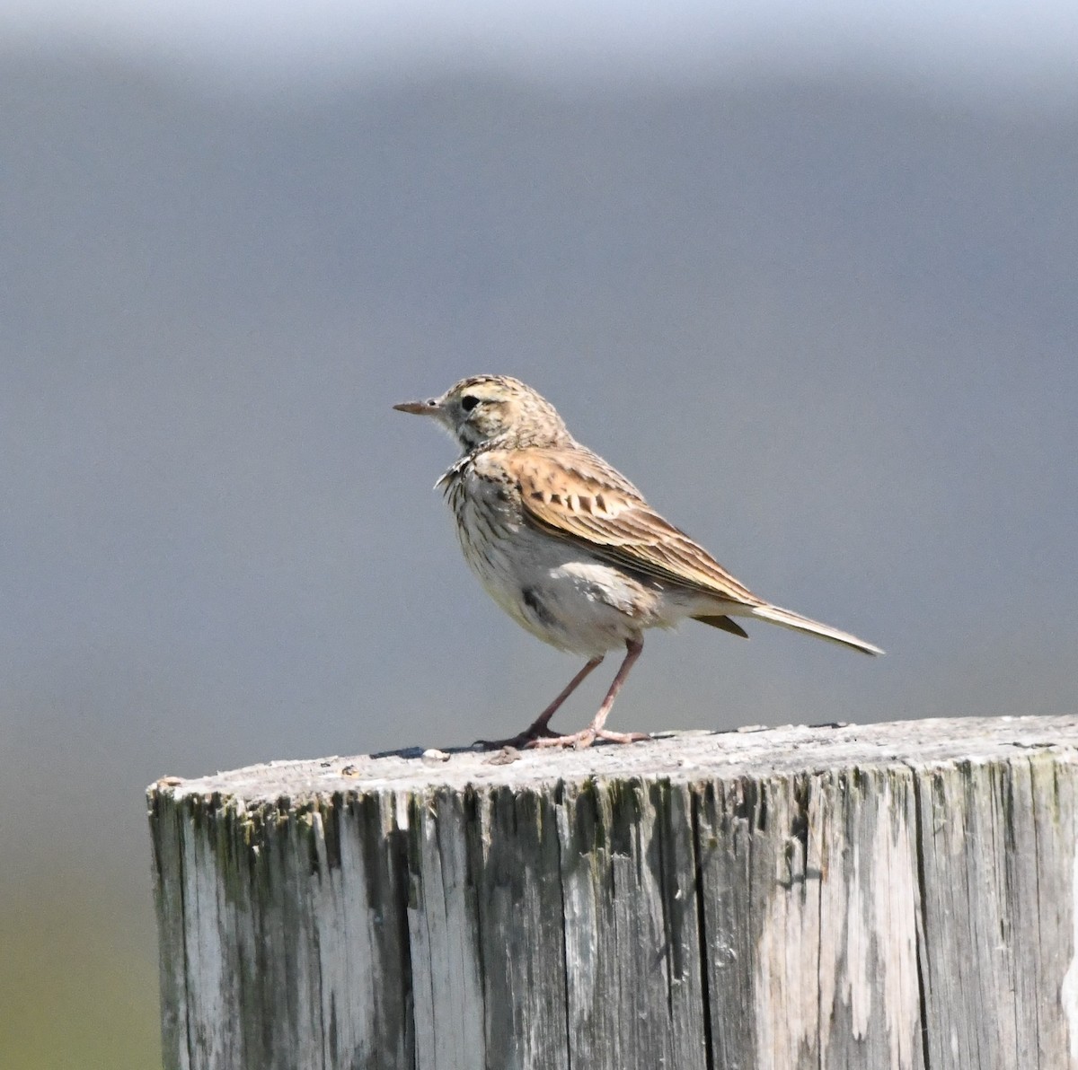 Bisbita Neozelandés (grupo australis) - ML609737337