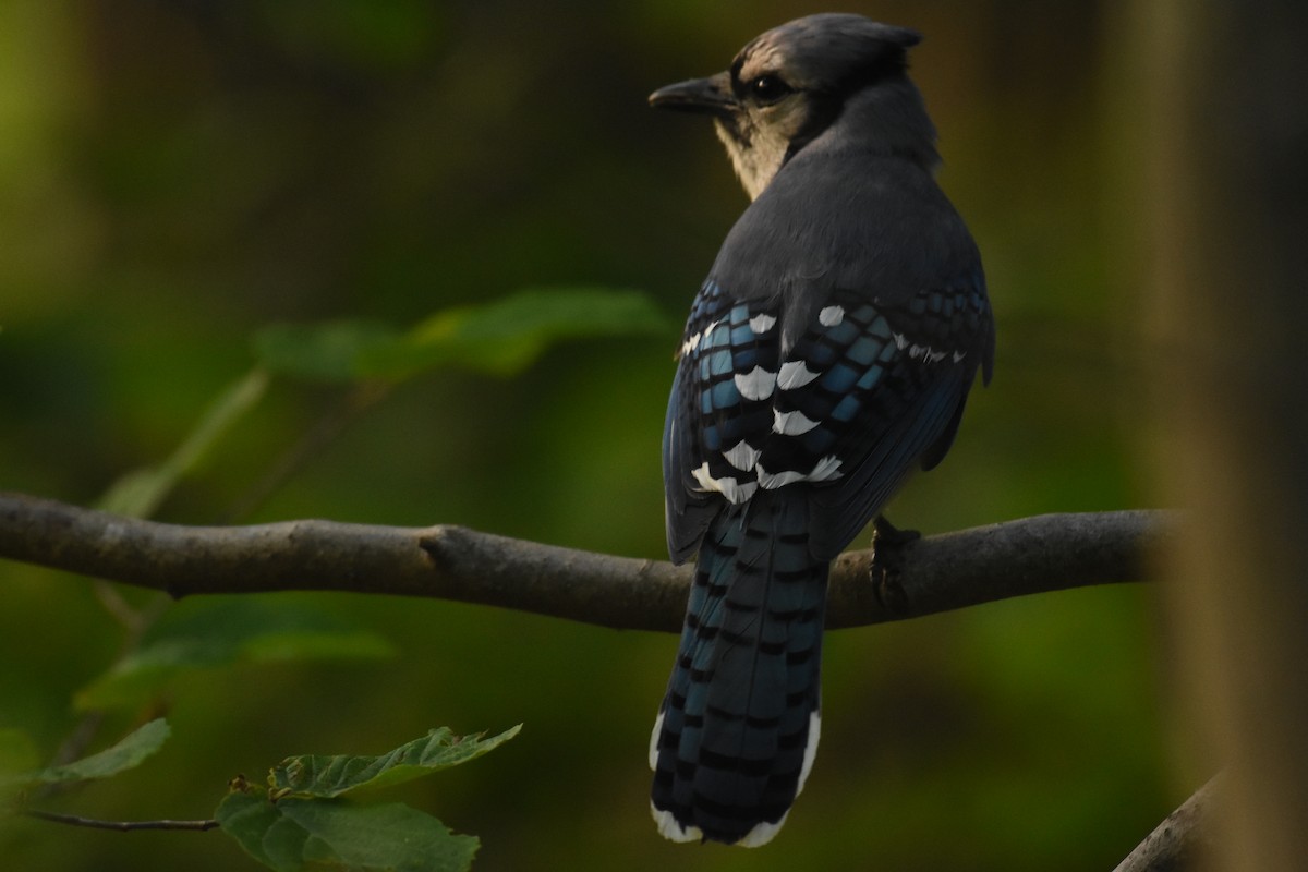 Blue Jay - ML609737360