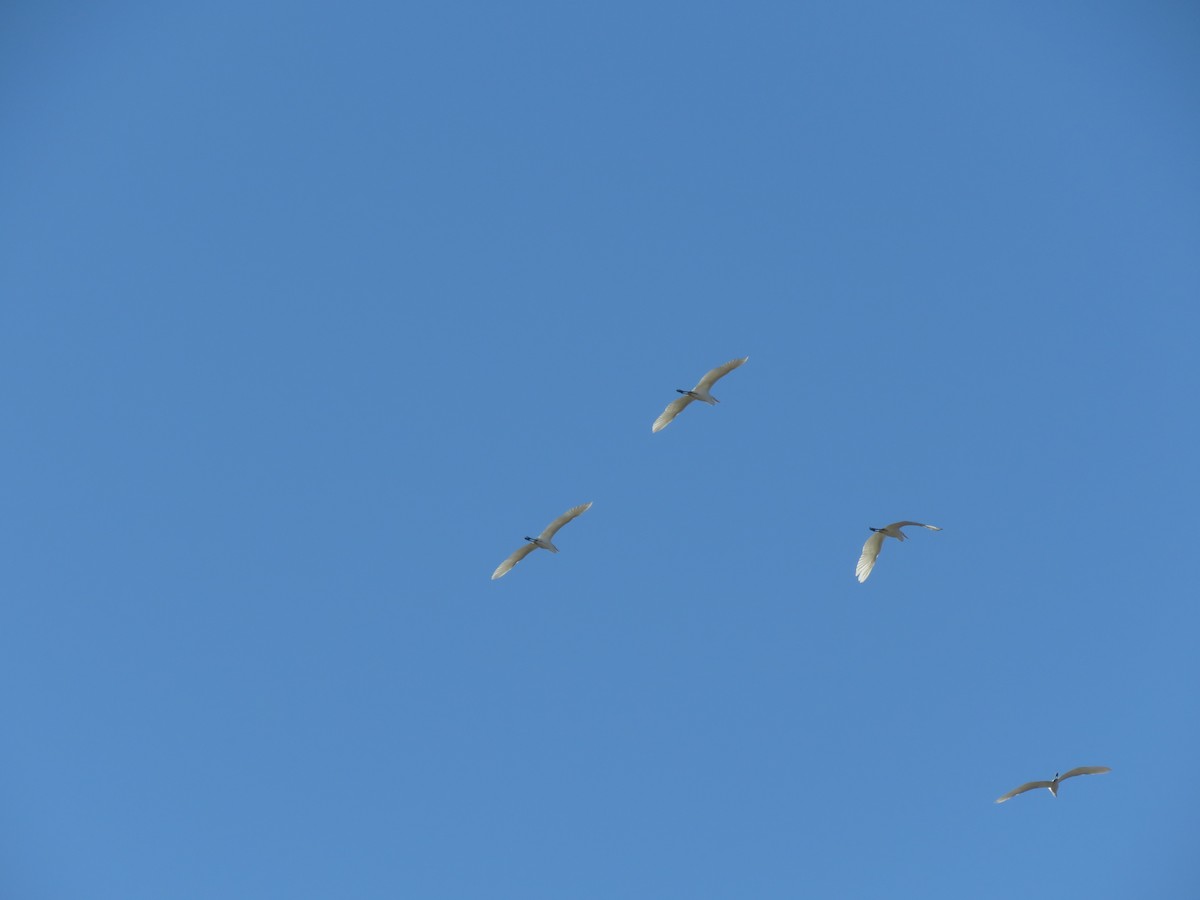 Great Egret (American) - ML609737386