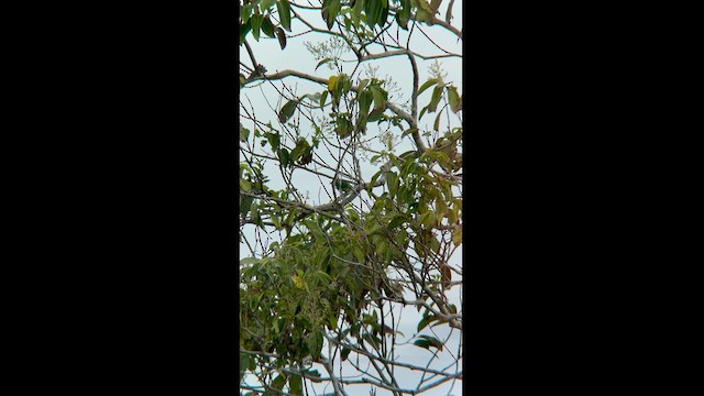 Green Shrike-Vireo - ML609737413