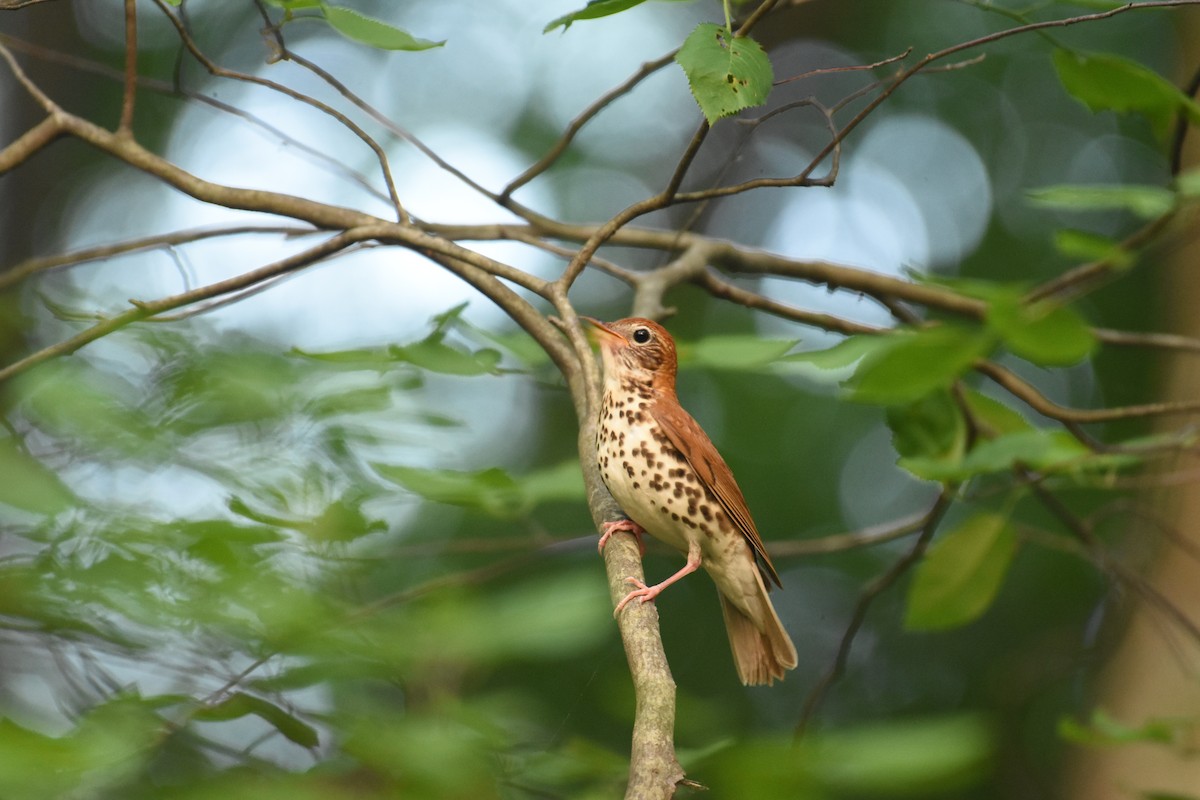 Wood Thrush - ML609737415