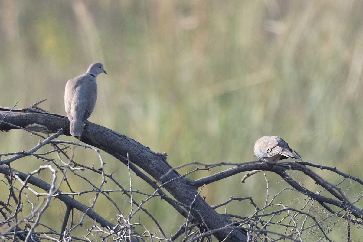 Eurasian Collared-Dove - ML609737416