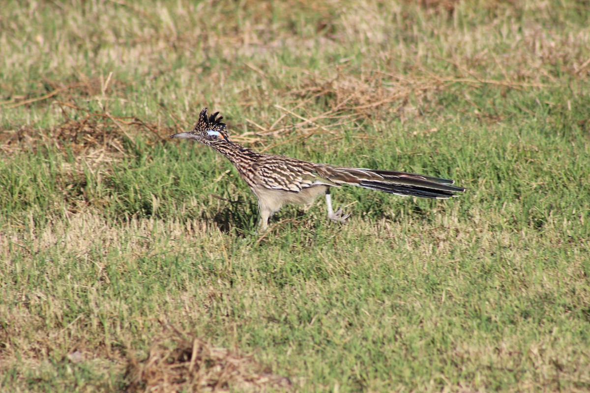 Greater Roadrunner - Adam Pingatore