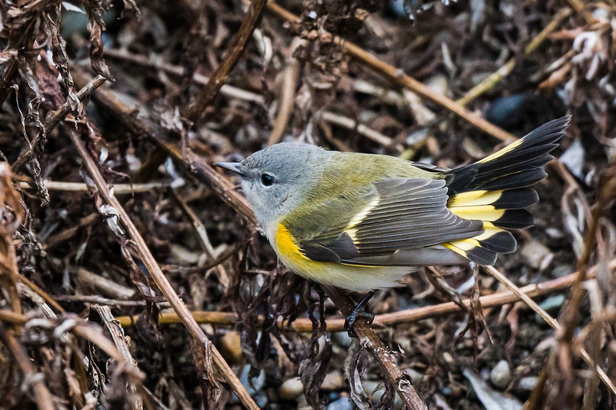 American Redstart - ML609737505