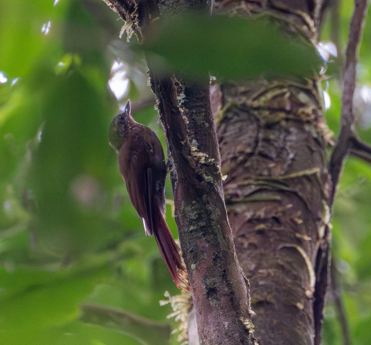 Wedge-billed Woodcreeper - ML609737531