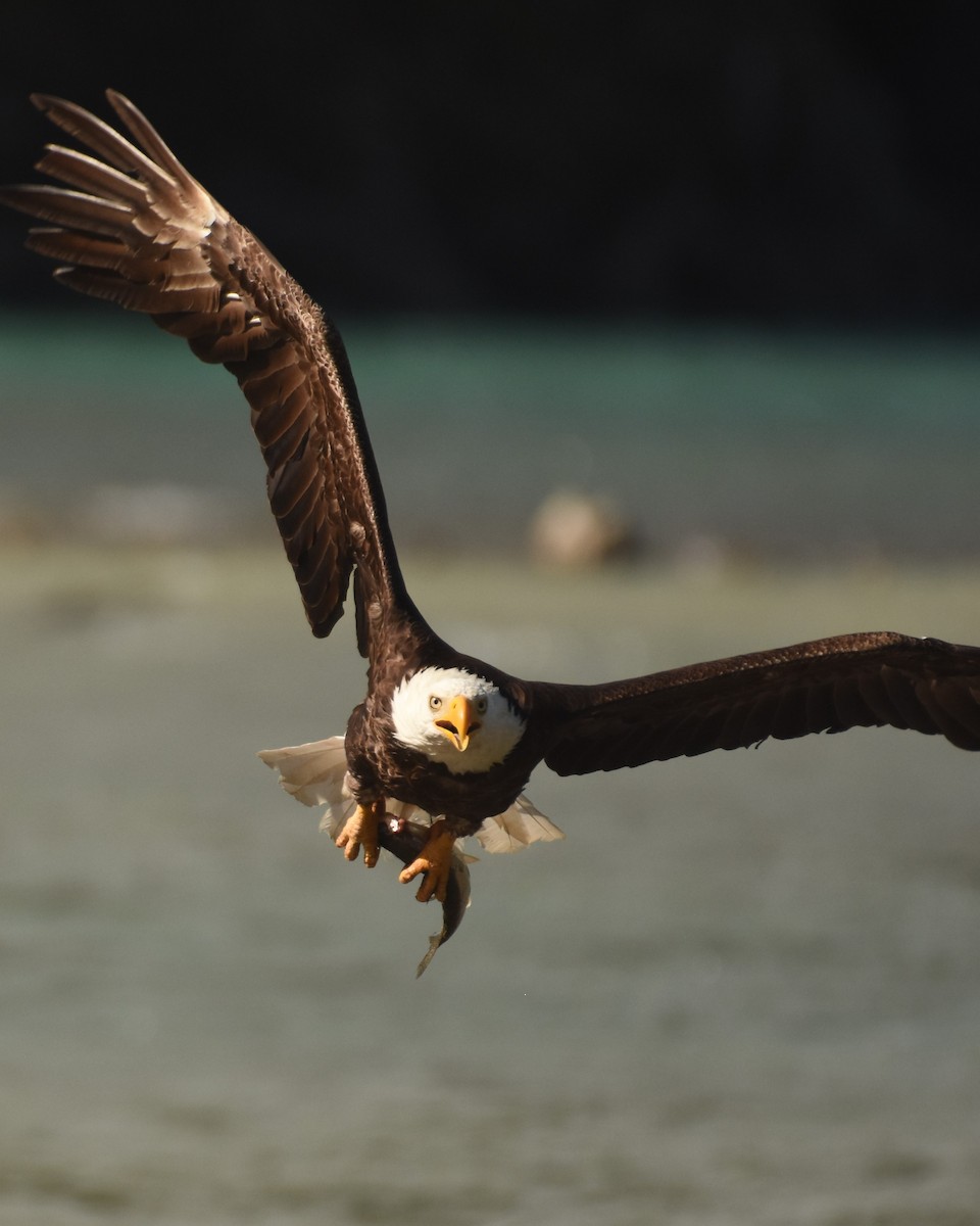 Weißkopf-Seeadler - ML609737578