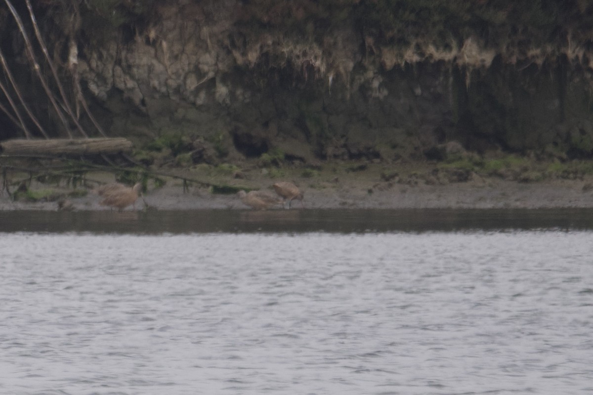 Marbled Godwit - Greg Hertler