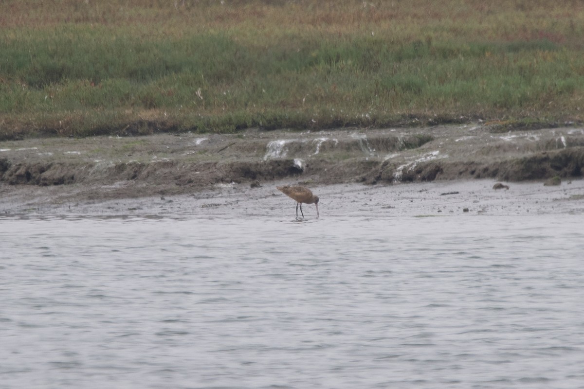 Marbled Godwit - Greg Hertler