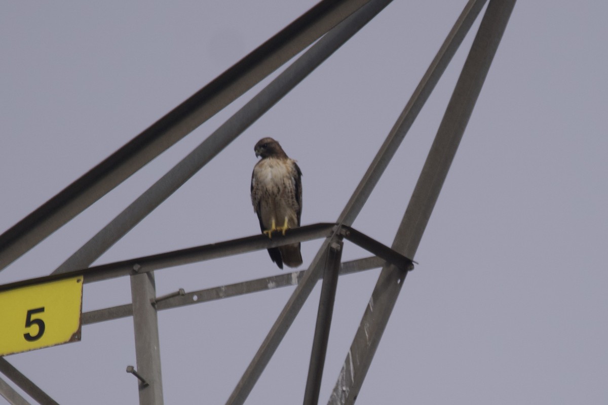 Red-tailed Hawk - ML609737782