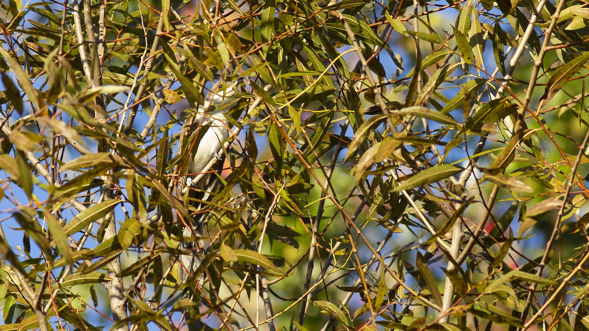 Yellow-billed Cuckoo - ML609737845