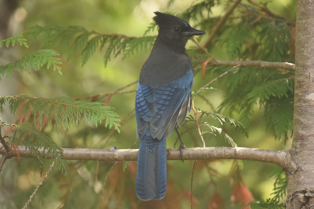 Steller's Jay - ML609737847