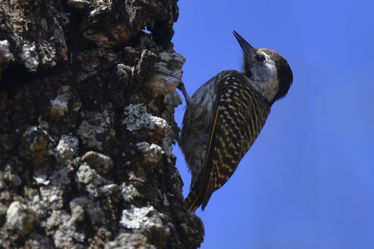 Cardinal Woodpecker - ML609737865