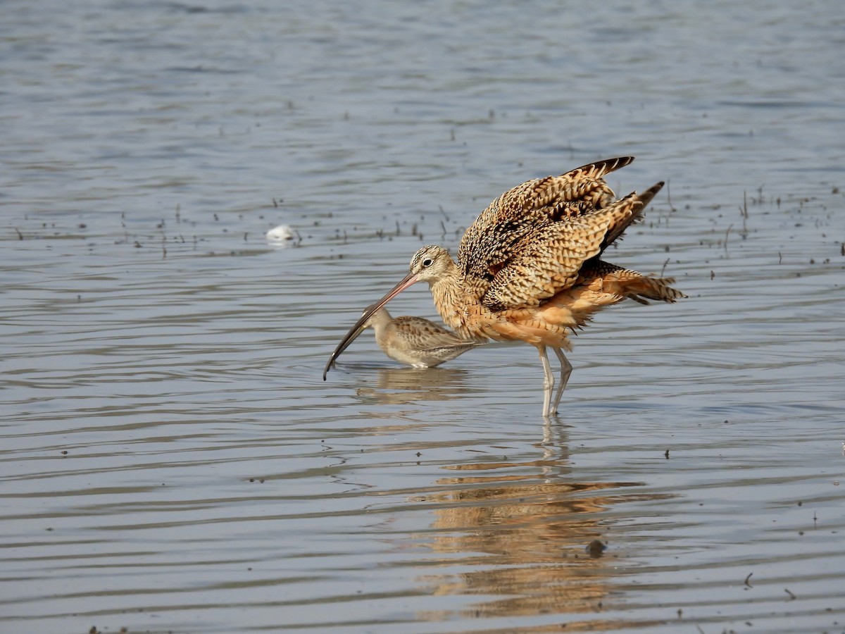 Long-billed Curlew - ML609737973