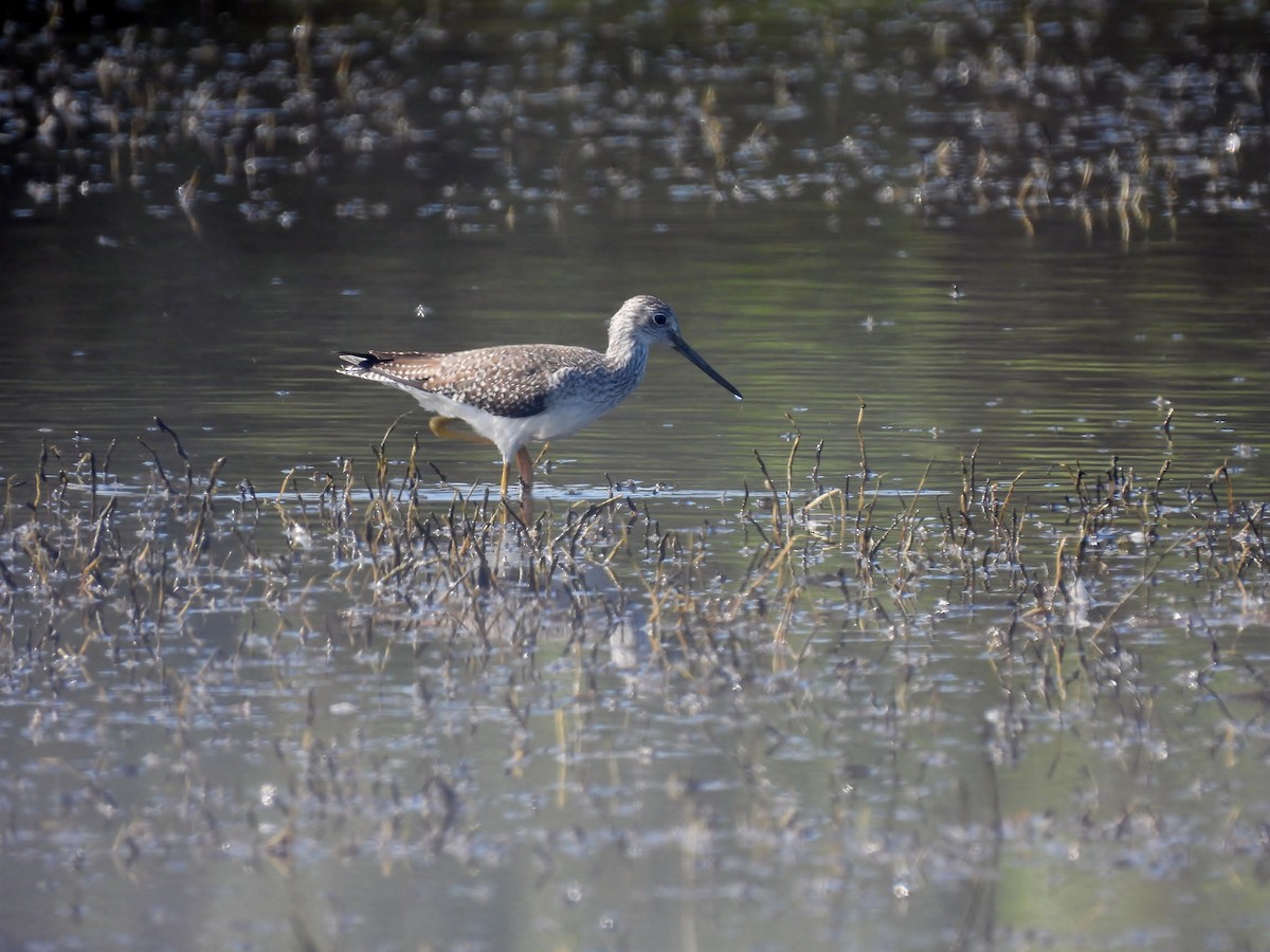 Greater Yellowlegs - ML609738031