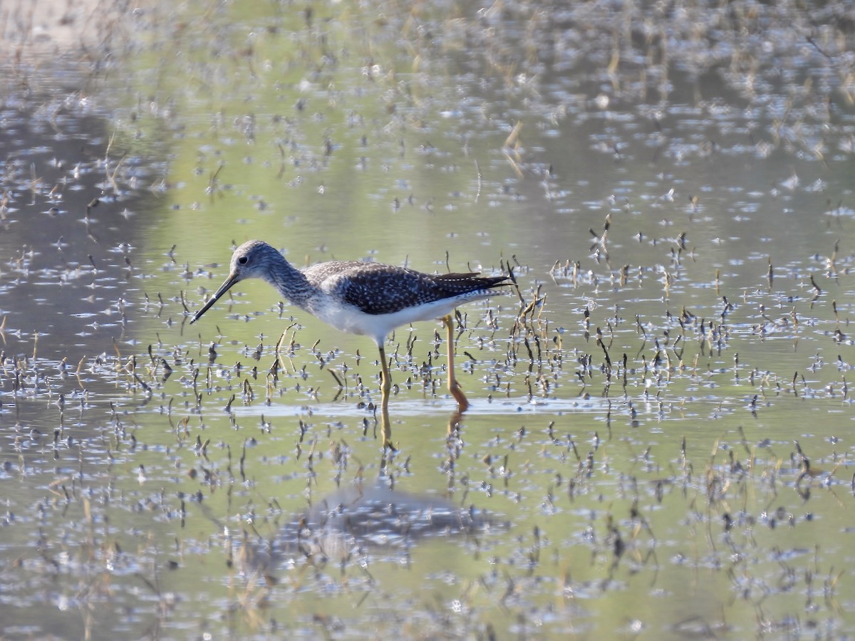 Greater Yellowlegs - ML609738032