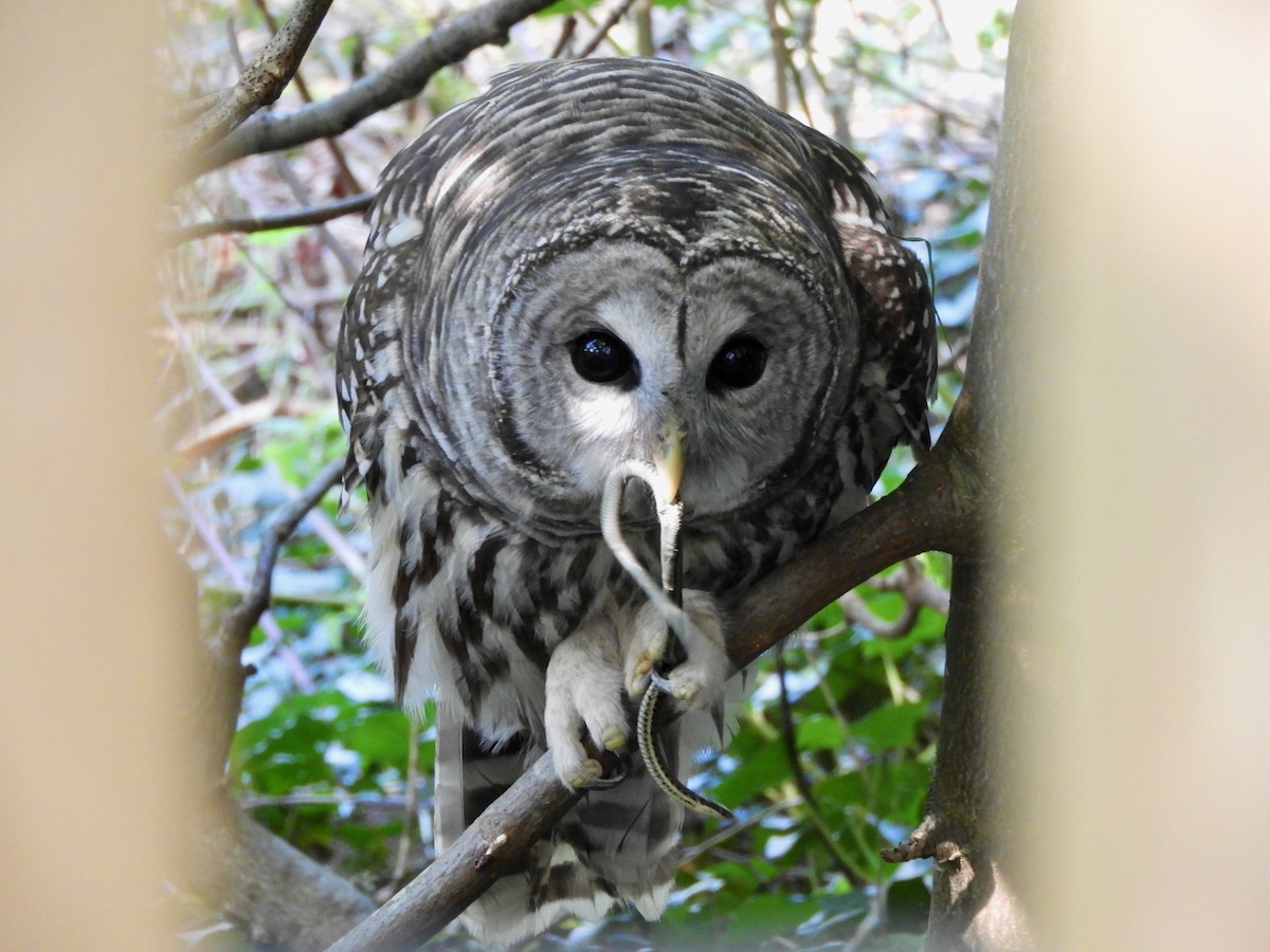 Barred Owl - ML609738100