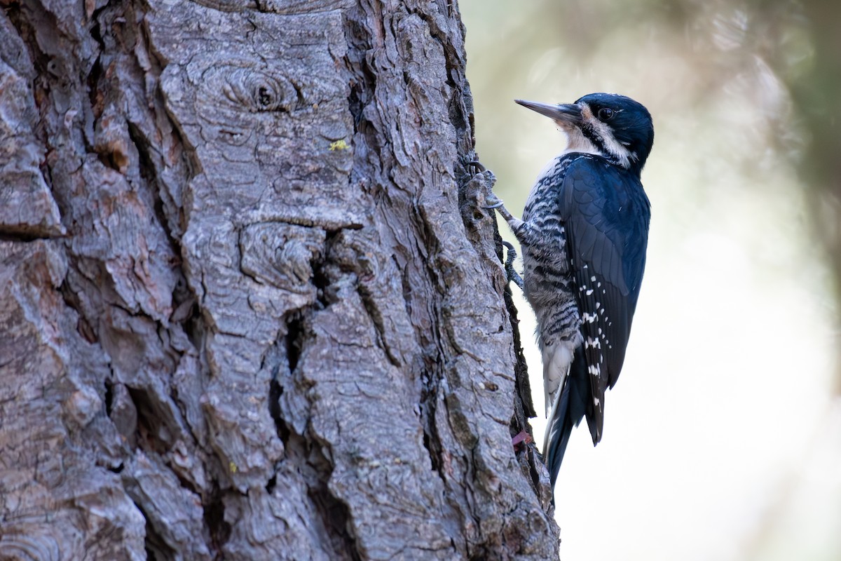 Black-backed Woodpecker - ML609738177