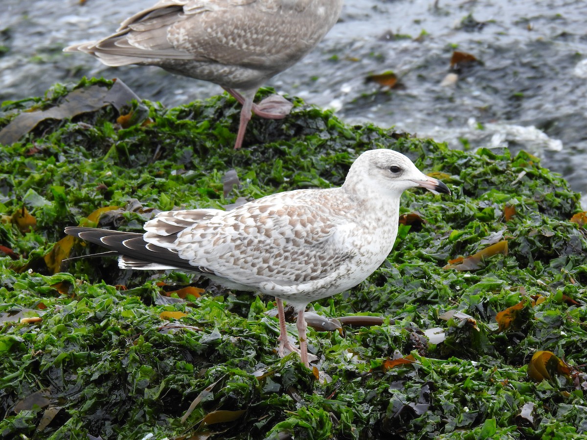 Ring-billed Gull - ML609738197