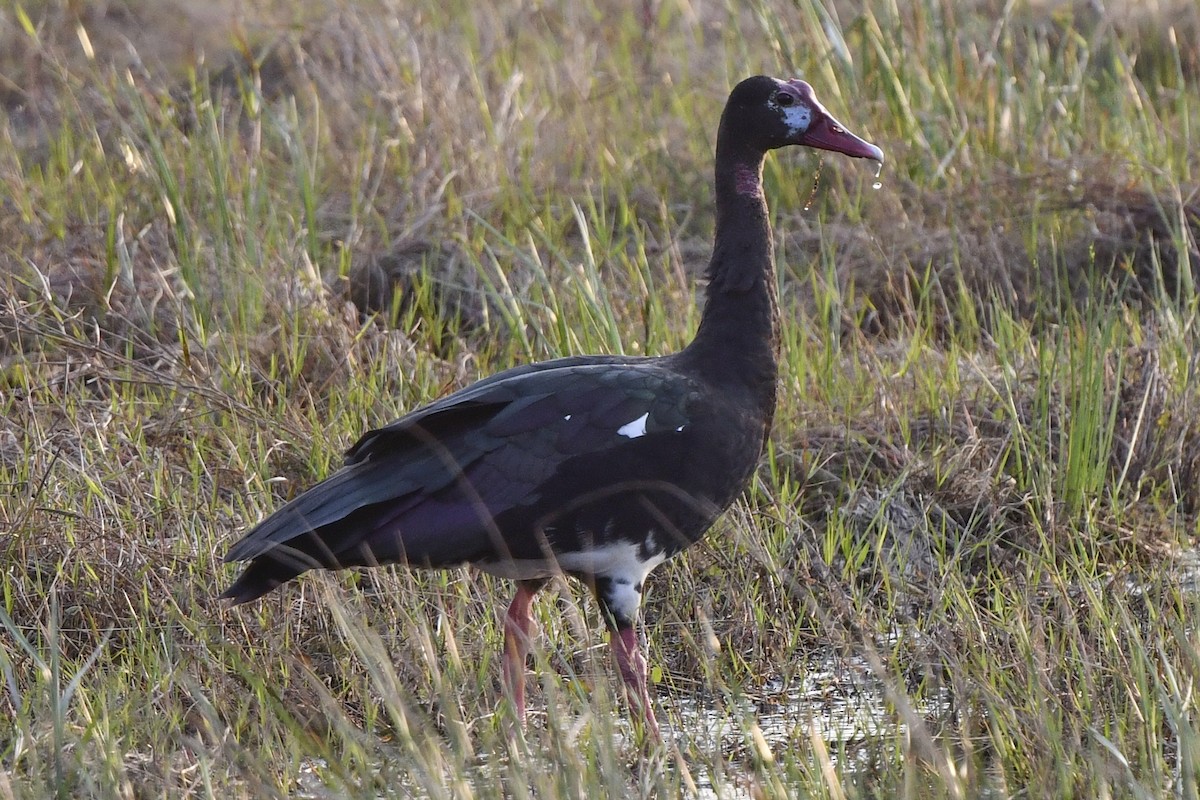Spur-winged Goose - ML609738211