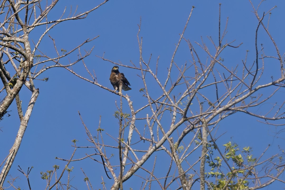 Sulawesi Serpent-Eagle - ML609738235