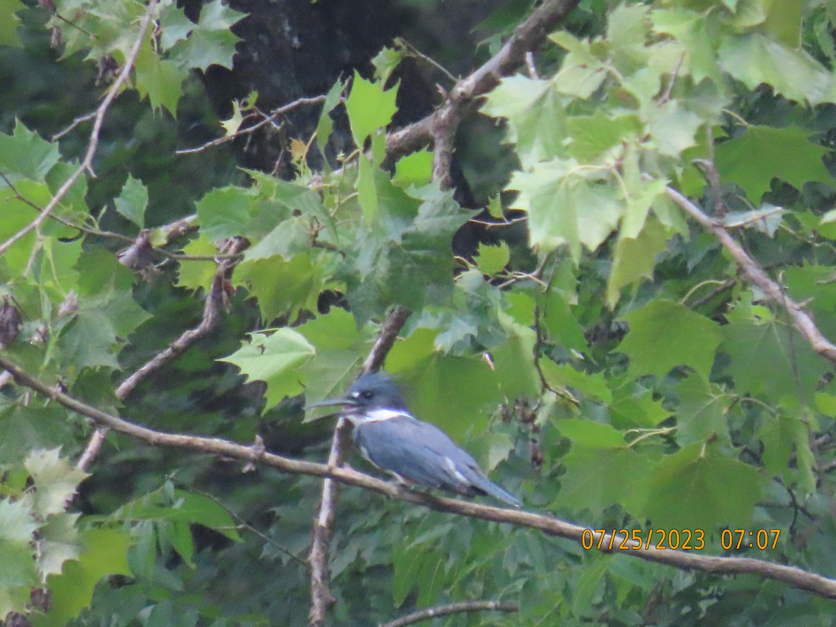 Belted Kingfisher - ML609738249