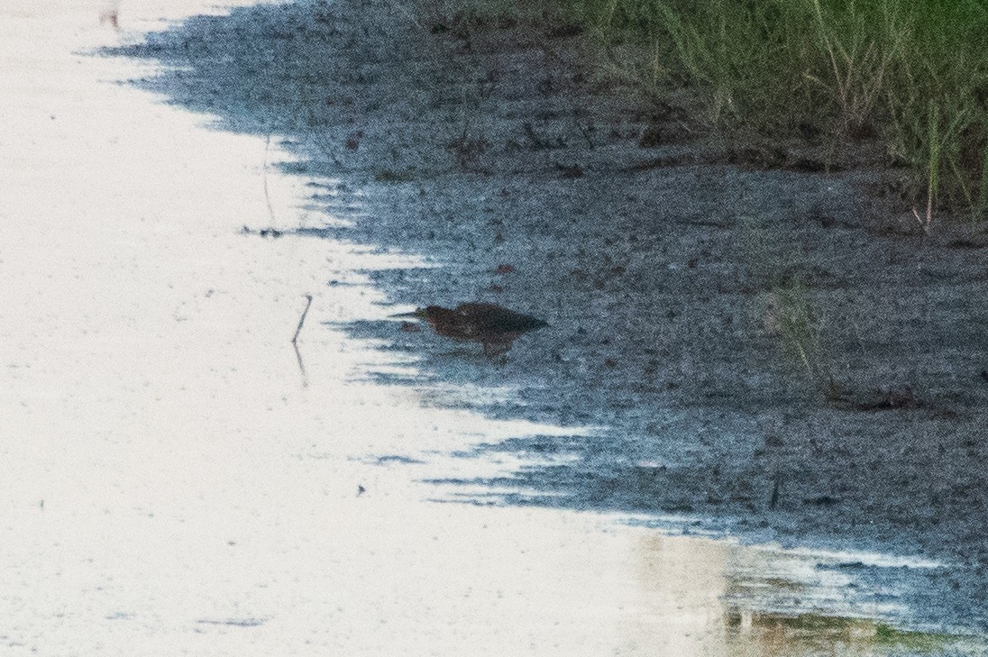 Least Bittern - Dawn S