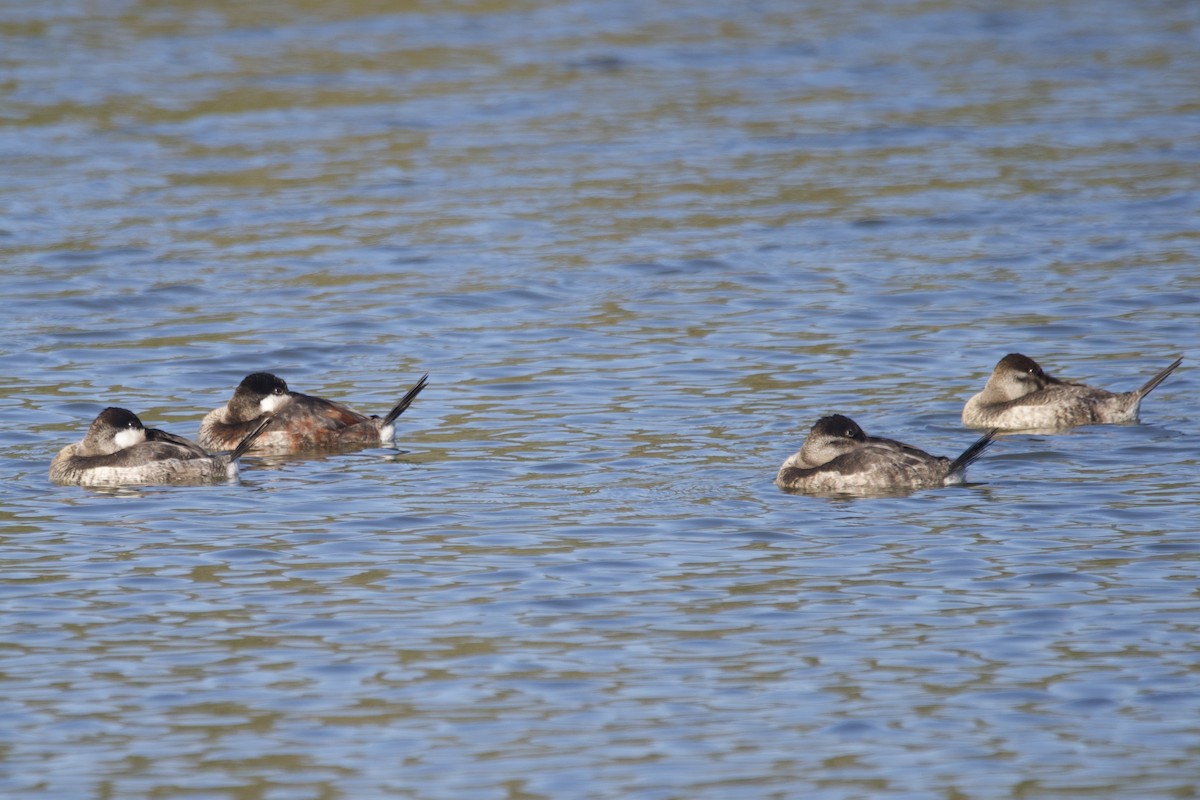 Ruddy Duck - ML609738386