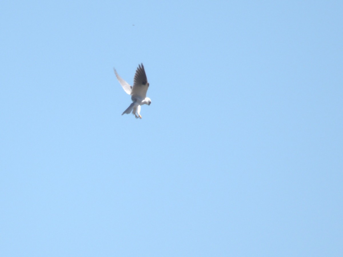 Black-shouldered Kite - ML609738407