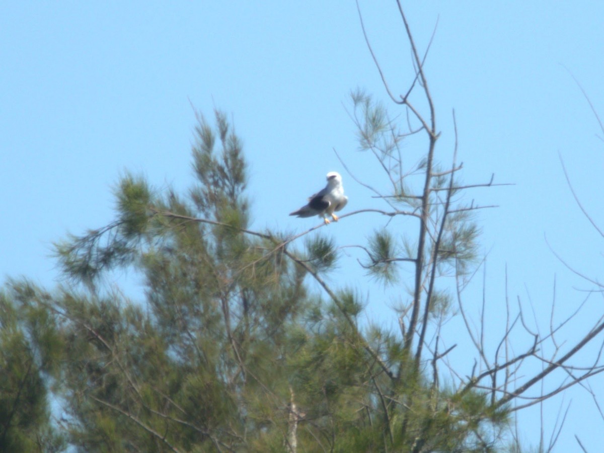 Black-shouldered Kite - ML609738408