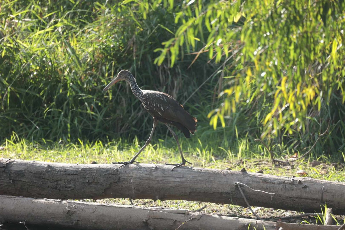 Limpkin - ML609738484