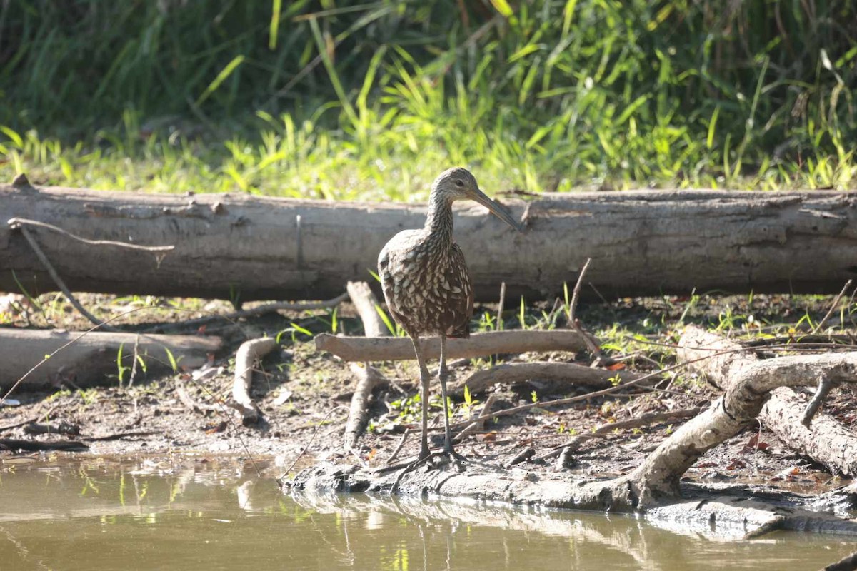 Limpkin - ML609738490