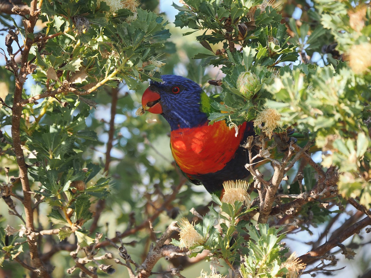 Rainbow Lorikeet - ML609738655