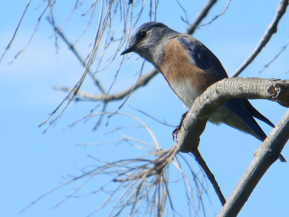 Western Bluebird - ML609738657