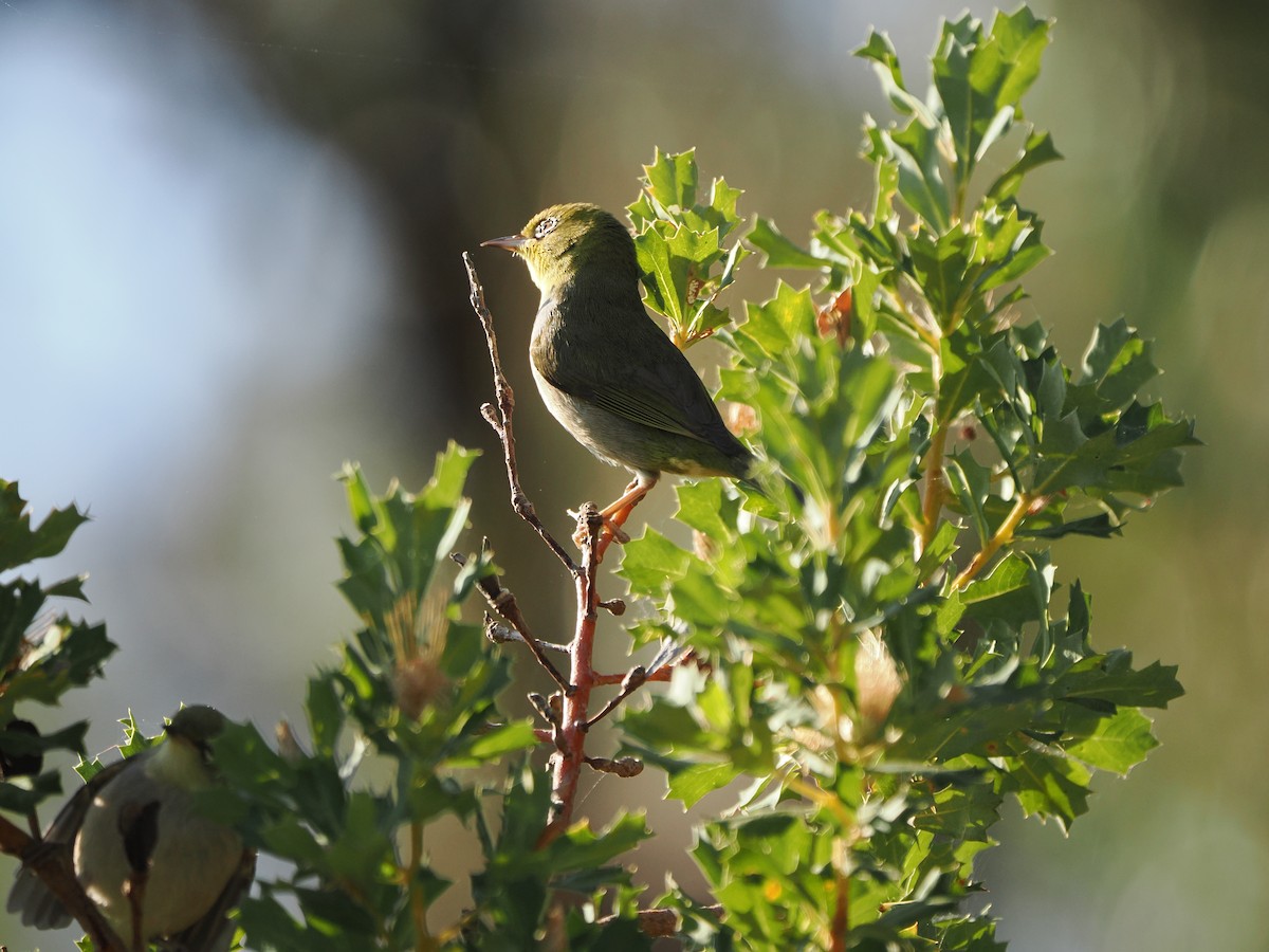 Silvereye - ML609738661