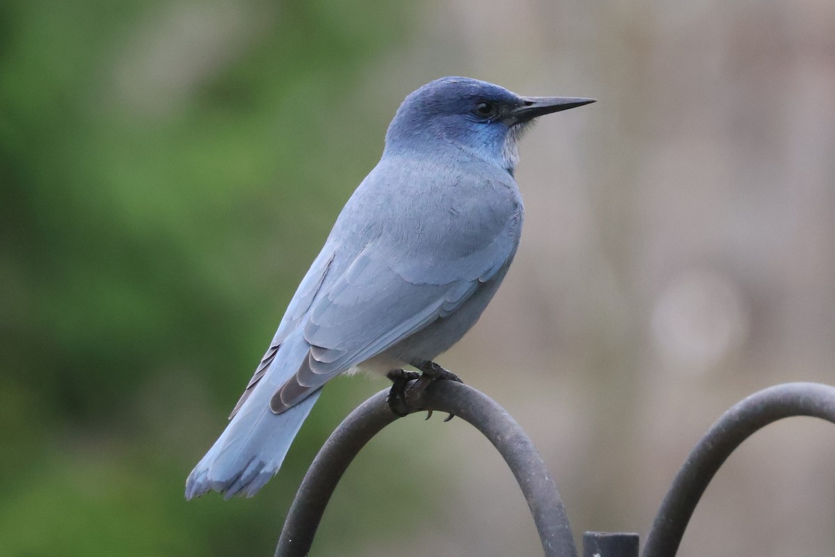 Pinyon Jay - ML609738687