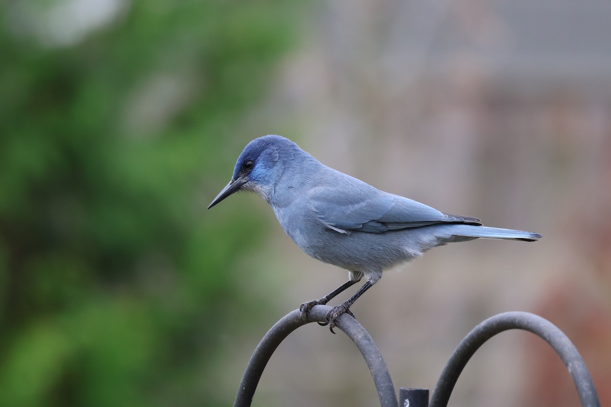 Pinyon Jay - ML609738689