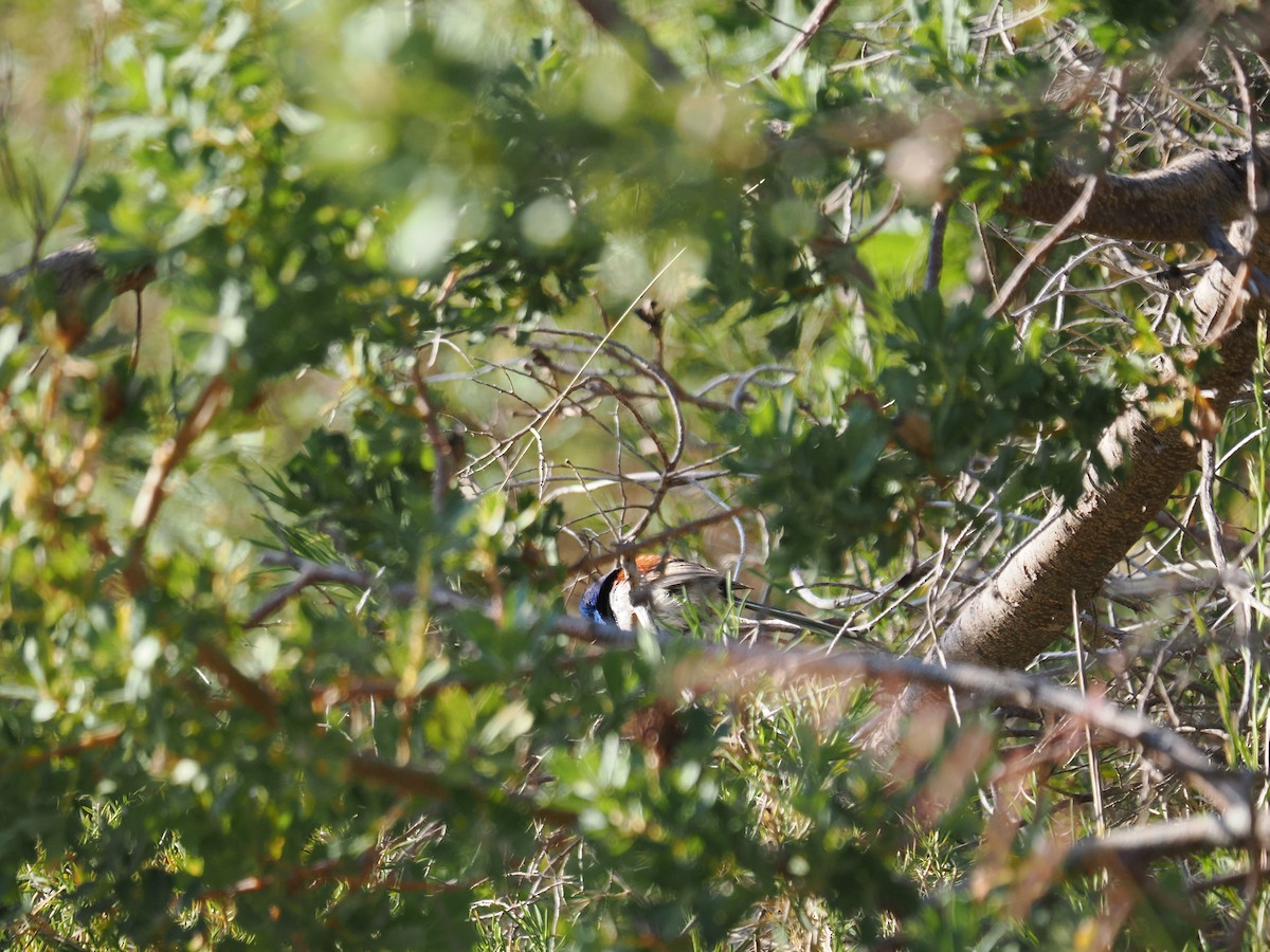 Purple-backed Fairywren - ML609738696