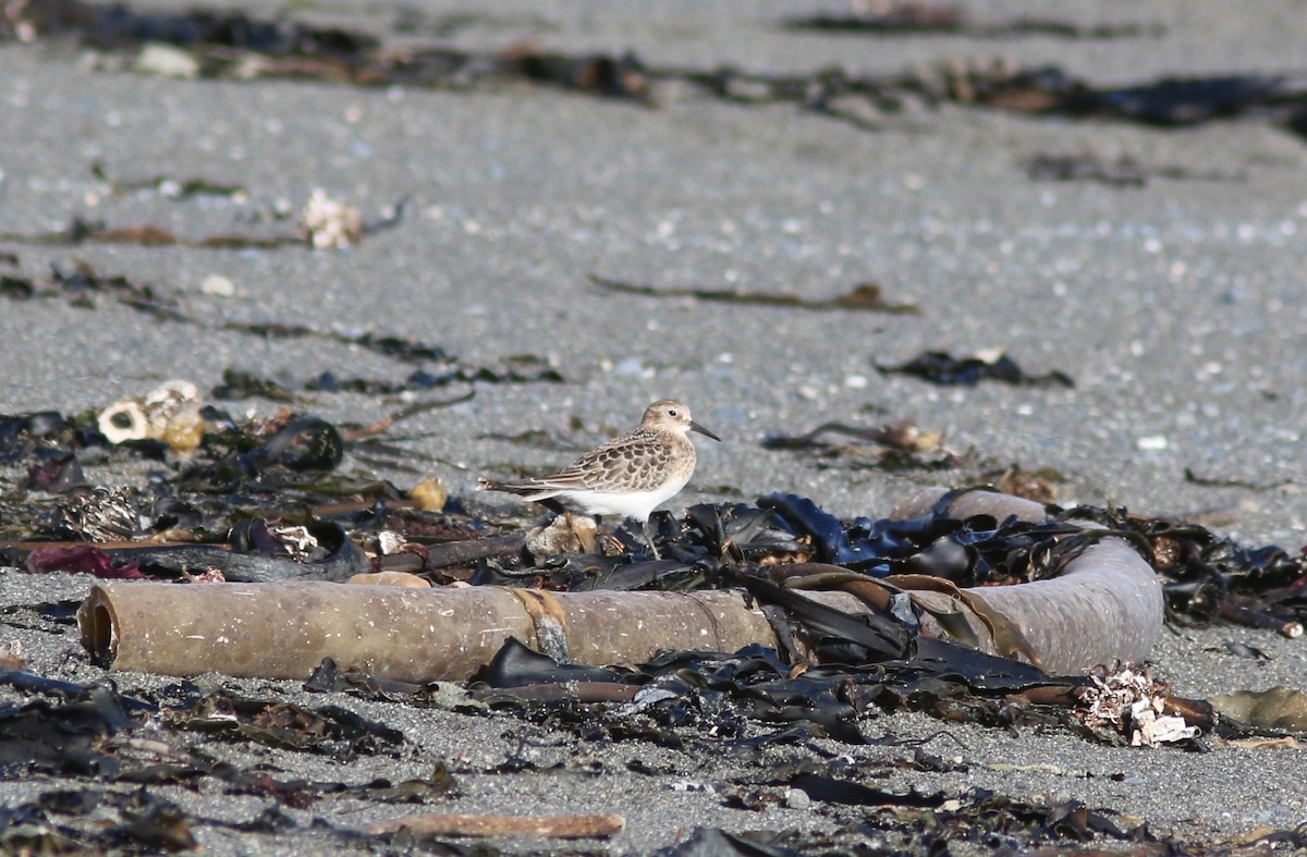 Baird's Sandpiper - ML609738713