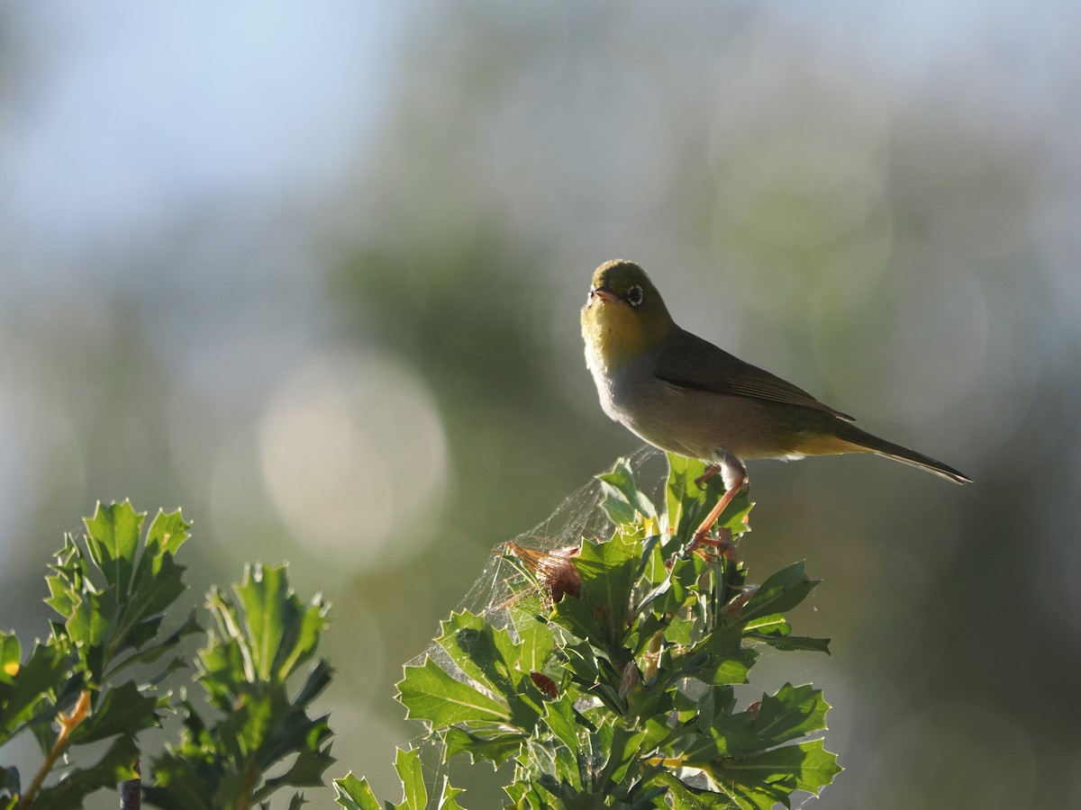 Silvereye - ML609738718