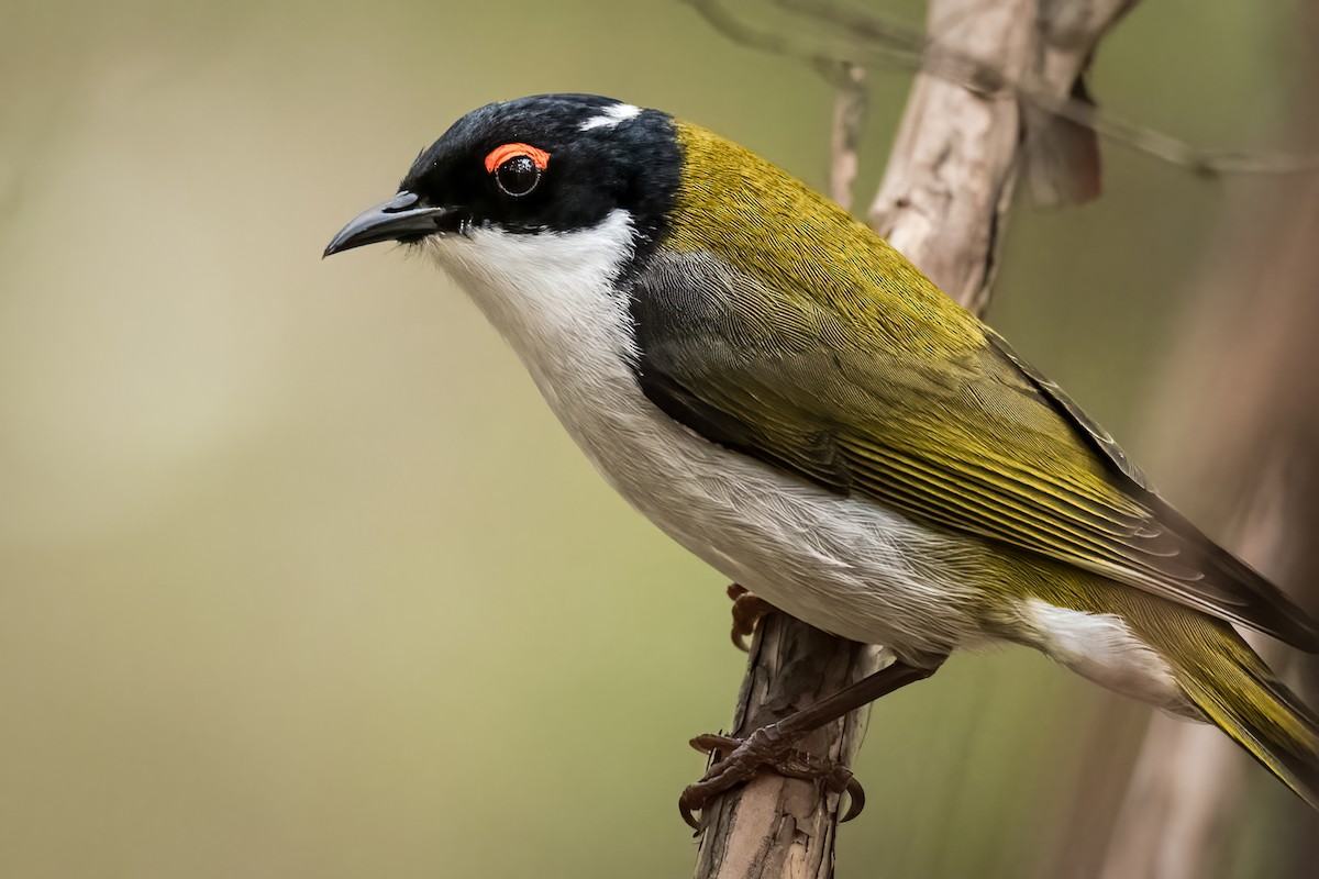 White-naped Honeyeater - ML609738762