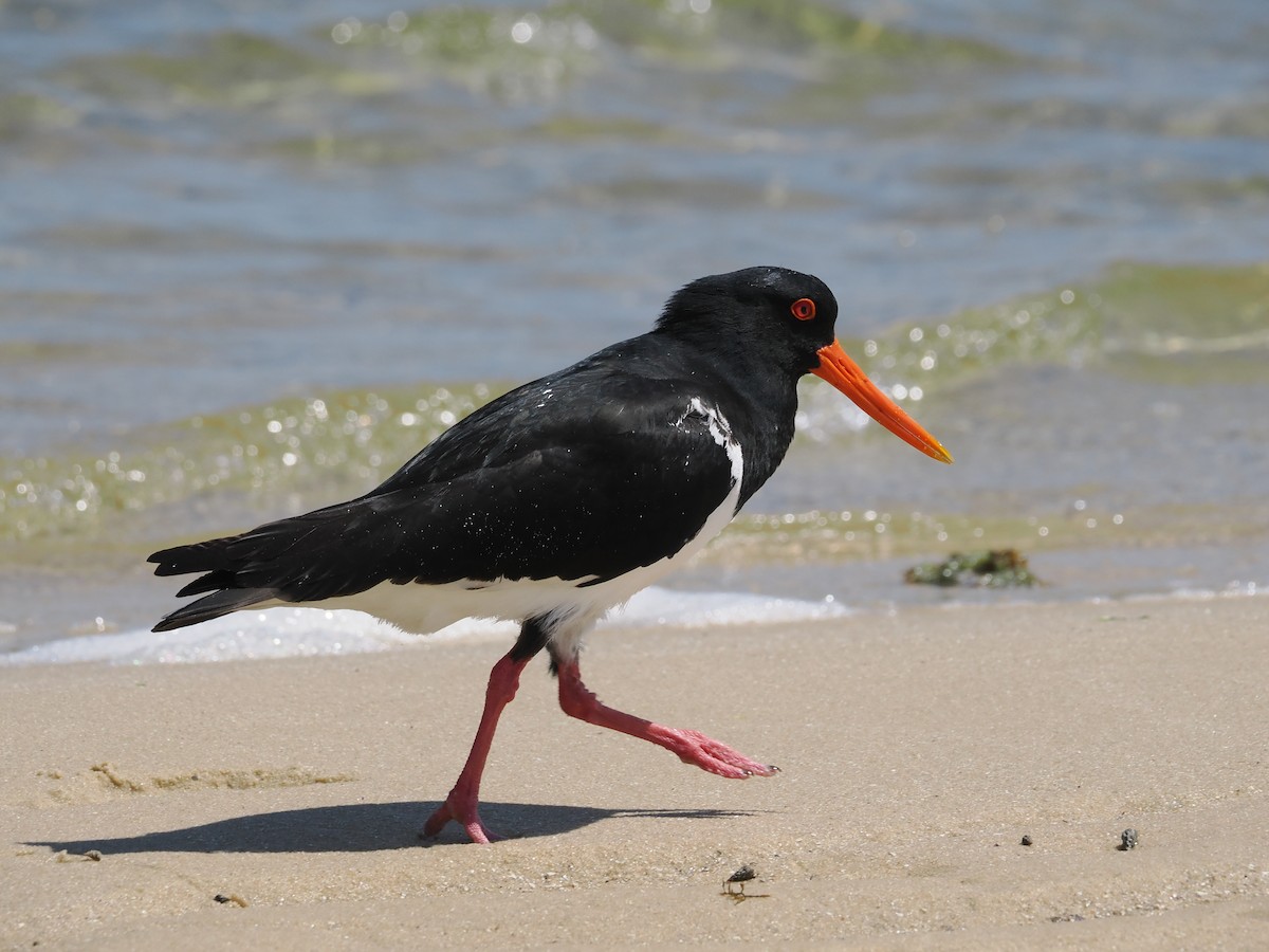 Pied Oystercatcher - ML609738780